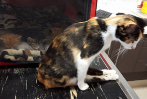 Парализованная кошка доползла до места, где оставила котят, после того, как человек пытался ее убить