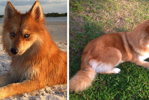 Помесь шпица и хаски стала новой звездой интернета