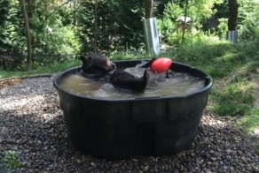 Мишка Такода принимает ванну