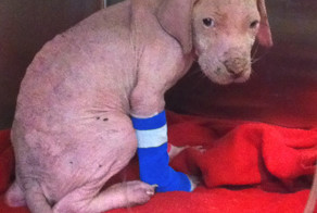 Щенок питбуля не мог поверить в то, что его спаситель вернулся, чтобы забрать его