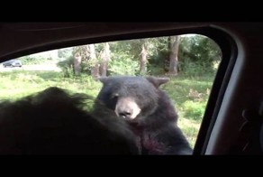 Медведь с легкостью открыл дверцу автомобиля и напугал семью