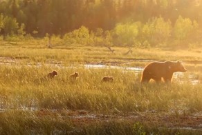 Семейство медведей знает толк в отдыхе