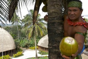 Как забраться на пальму и насладиться кокосом 