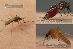 Врага надо знать в лицо! Как комары пьют нашу кровь