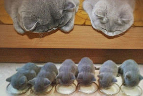 11 кошек и их очаровательные мини-копии