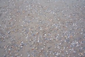 Массовое появление мидий из песка 