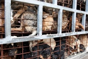 10 самых вопиющих случаев, пойманных на камеру