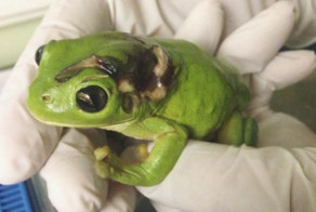Австралийка преодолела 1000 километров, чтобы отвезти в госпиталь лягушку