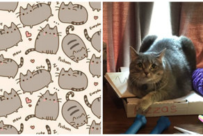 Жирный кот в роли интернет-мема Пушина