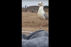 Чайка украла телефон и сняла на видео собственное преступление
