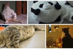 20 упитанных котов, которые плевать хотели на эти ваши диеты