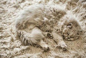 Эти милашки из мира животных замаскировались так, что их сложно разглядеть!