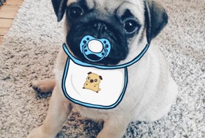 Французский бульдог - звезда современного дизайна!