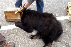 Всё потому, что кто-то слишком много ест! Любопытство и любовь к кофе едва не сгубили дикого медведя