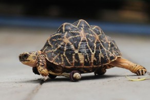 Раненой черепахе соорудили протез, и она стала быстрее всех