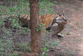 Тигрица на глазах у туристов загрызла леопарда