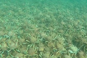 Миграция нескольких тысяч морских крабов в Австралии 