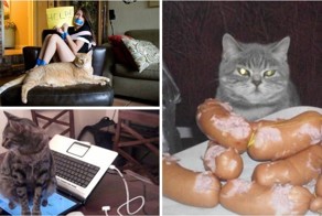 Когда кот в доме хозяин