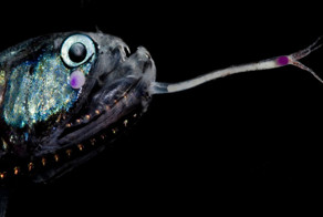 Фотограф посетил места, куда не попадает солнечный свет и снял фантастических животных необычных цветов 