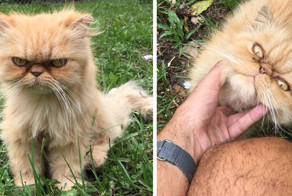 Сердитый кот обрел хозяев, но по-прежнему всем недоволен