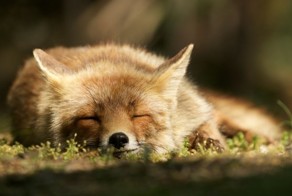 Восхитительные фотографии лис из Нидерландов