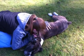 Тренер спас жизнь собаке после остановки сердца