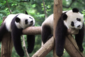 Лень — это искусство отдыхать заранее