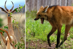 23 несуразных зверька, в чье существование сложно поверить
