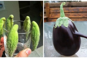 Проделки природы: самые причудливые формы овощей и фруктов