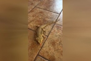 Почему ящерицы и кафельный пол несовместимы