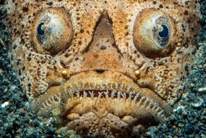 16 удивительных существ, обитающих в морских глубинах