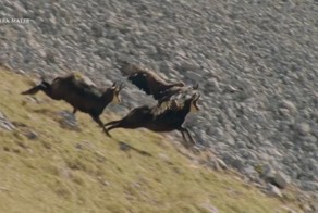 Выжить любой ценой: смертельная схватка орла и серны