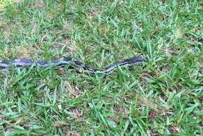 Привет, мистер Змея или почему бы не тронуть змею за хвост