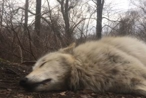 Когда даже выть лень