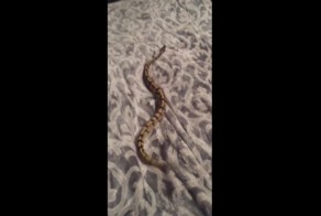 Питон не может ползти по пледу