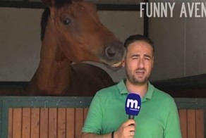 Самый дружелюбный конь не дает журналисту вести репортаж о лошадях