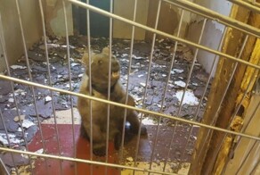 В Москве полицейские нашли медведя в гараже