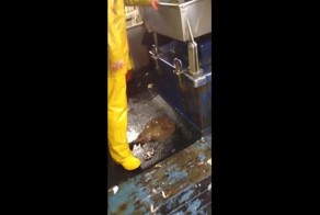 Рыбаки пытаются поднять мраморного электрического ската голыми руками