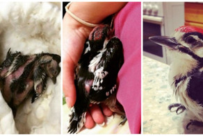 История спасения птенца дятла