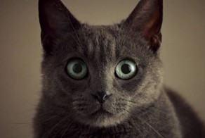 Когда твой кот важнее секса