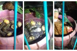 Бесстрашная курица борется с голодной змеей за своё потомство