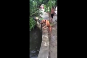 Храбрый пес бросился спасать хозяина из воды