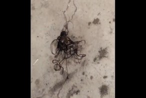 Из раздавленного сверчка вылезла неизвестная тварь