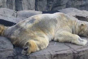 Самый грустный белый медведь в мире скончался после 22 лет жизни в бетонной яме