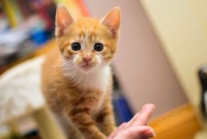 18 причин, почему рыжие коты самые лучшие