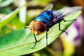 Видео для крепкого желудка: как происходит рождение мухи из куколки