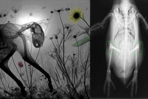 17 жутковатых рентгеновских снимков животных