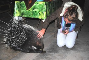 Спасенный дикобраз вернулся к своим спасителям с сюрпризом