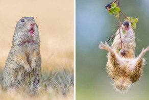 Суслики - самые умилительные создания на Земле!