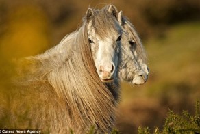 Фотографы случайно делают из диких животных мутантов